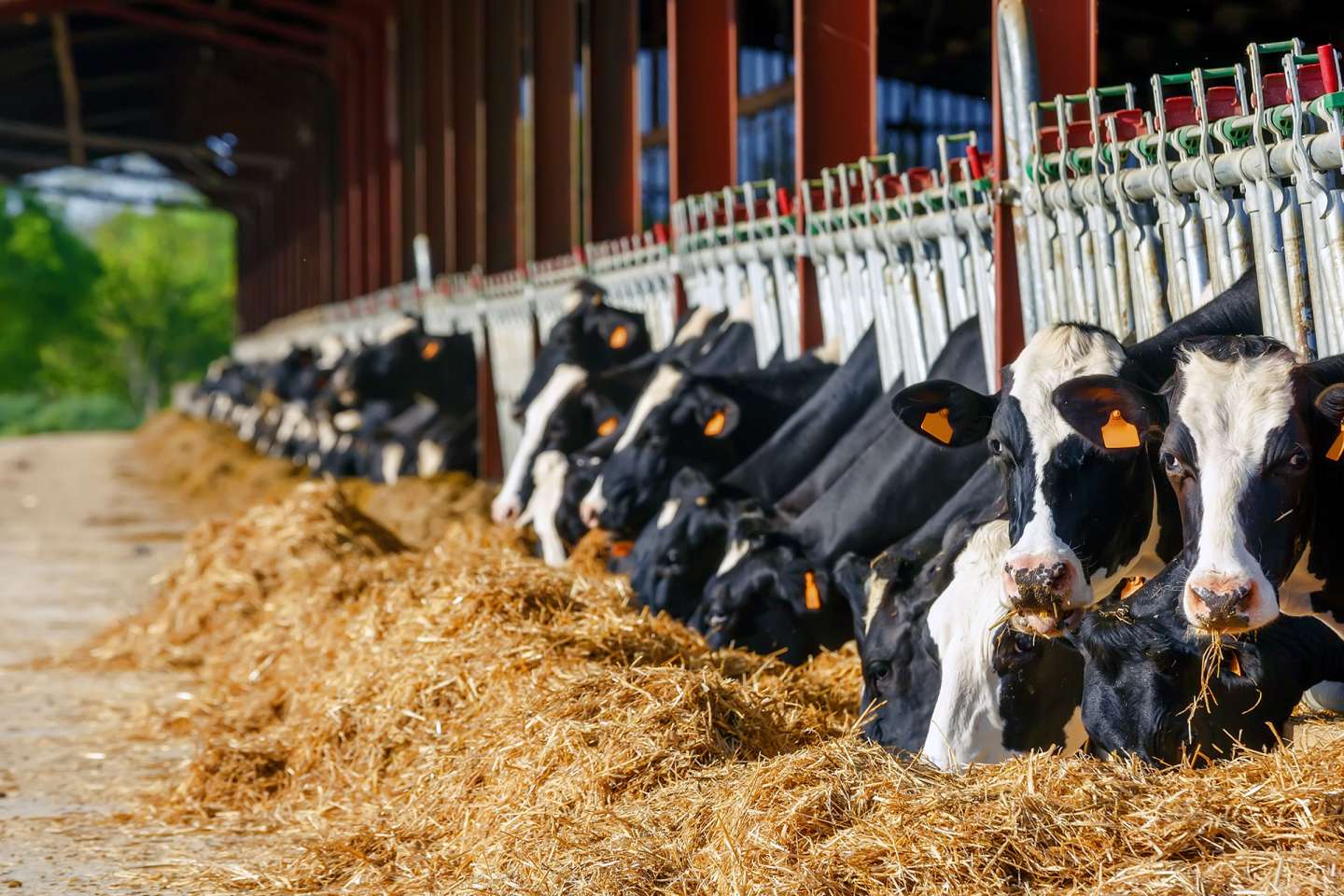 Agriculture : ce que prévoit la loi Duplomb