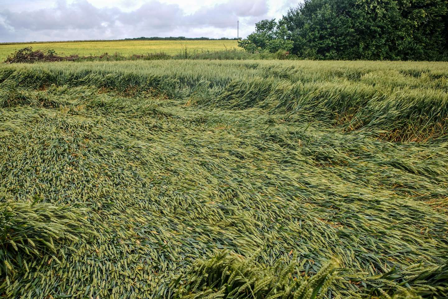 Pertes de récolte : baisse du taux d’indemnisation pour les exploitants non assurés