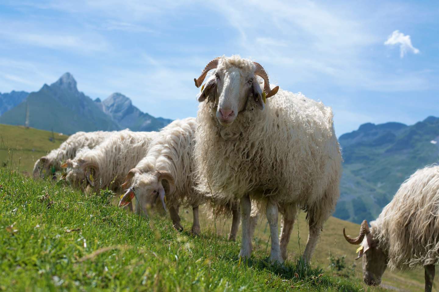 Gare à la durée d’une convention pluriannuelle de pâturage !
