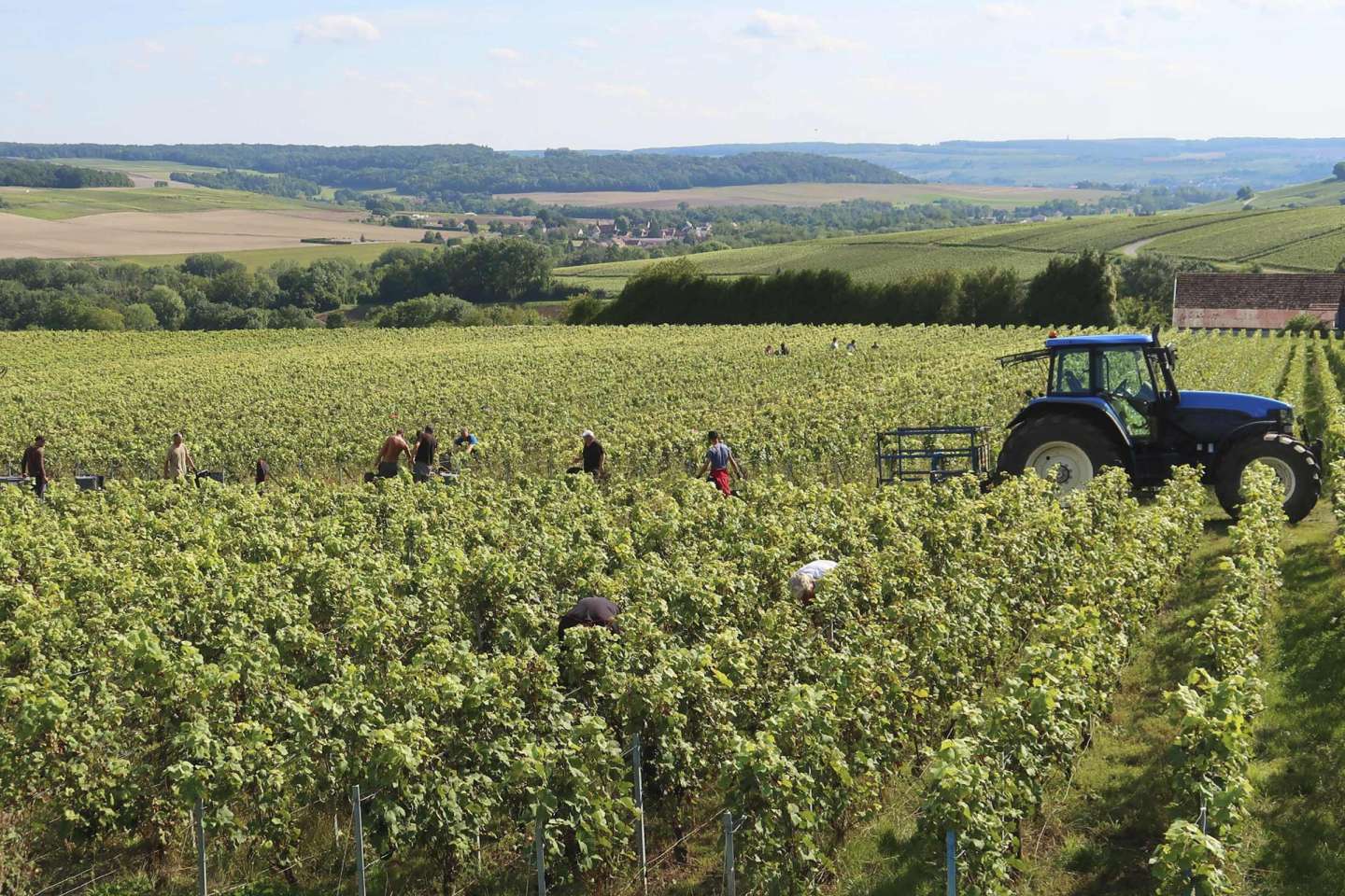 Travailleurs agricoles occasionnels : option pour la réduction générale dégressive unique