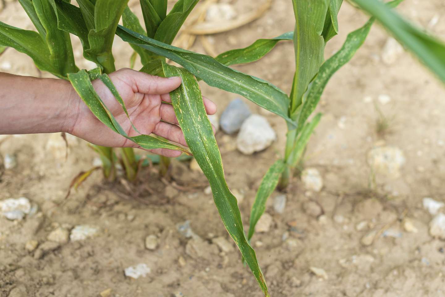 Sécheresse : un plan d’urgence pour soutenir les agriculteurs