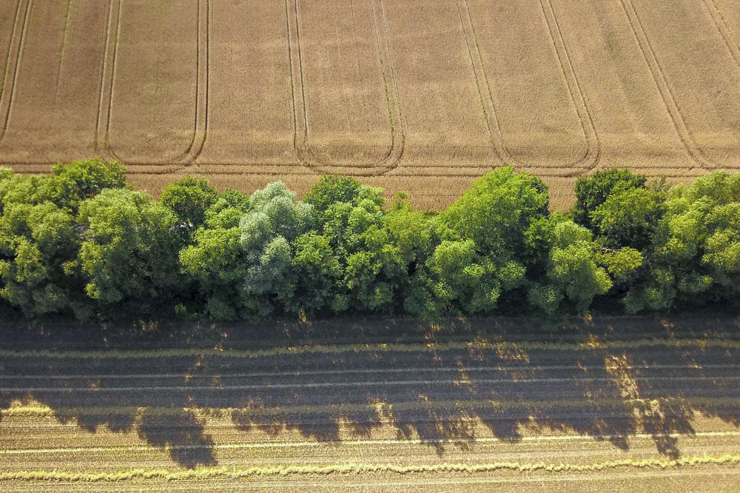 Destruction de haies : la nouvelle procédure à suivre