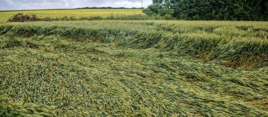 Pertes de récolte : baisse du taux d’indemnisation pour les exploitants non assurés