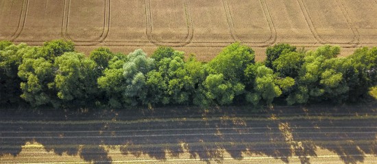 Destruction de haies : la nouvelle procédure à suivre